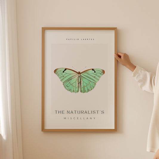 The Naturalists Miscellany Art Print, Papilio Laertes Butterfy, Girly Wall Art, Famous Art Prints, Entomology Poster, Butterfly Artwork