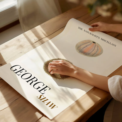 Sea Urchin Shell, Coastal Aesthetic, Coastal Granddaughter, Coastal Art Print, Beach House Gift, Nautical Wall Decor, Coastal Home Decor