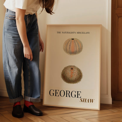 Sea Urchin Shell, Coastal Aesthetic, Coastal Granddaughter, Coastal Art Print, Beach House Gift, Nautical Wall Decor, Coastal Home Decor