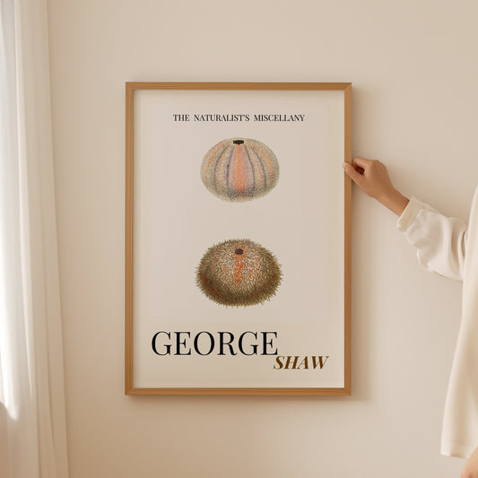 Sea Urchin Shell, Coastal Aesthetic, Coastal Granddaughter, Coastal Art Print, Beach House Gift, Nautical Wall Decor, Coastal Home Decor