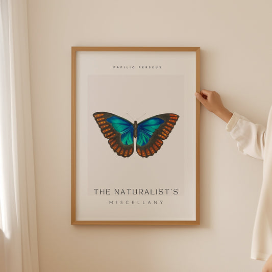 The Naturalist Miscellany Art Print, Morpho Butterfly, Insect Illustration, Famous Artist Print, Gift for Her, Home Decor, Vintage Art