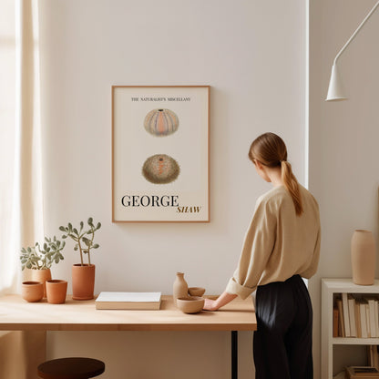 Sea Urchin Shell, Coastal Aesthetic, Coastal Granddaughter, Coastal Art Print, Beach House Gift, Nautical Wall Decor, Coastal Home Decor