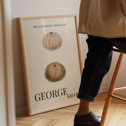 Sea Urchin Shell, Coastal Aesthetic, Coastal Granddaughter, Coastal Art Print, Beach House Gift, Nautical Wall Decor, Coastal Home Decor