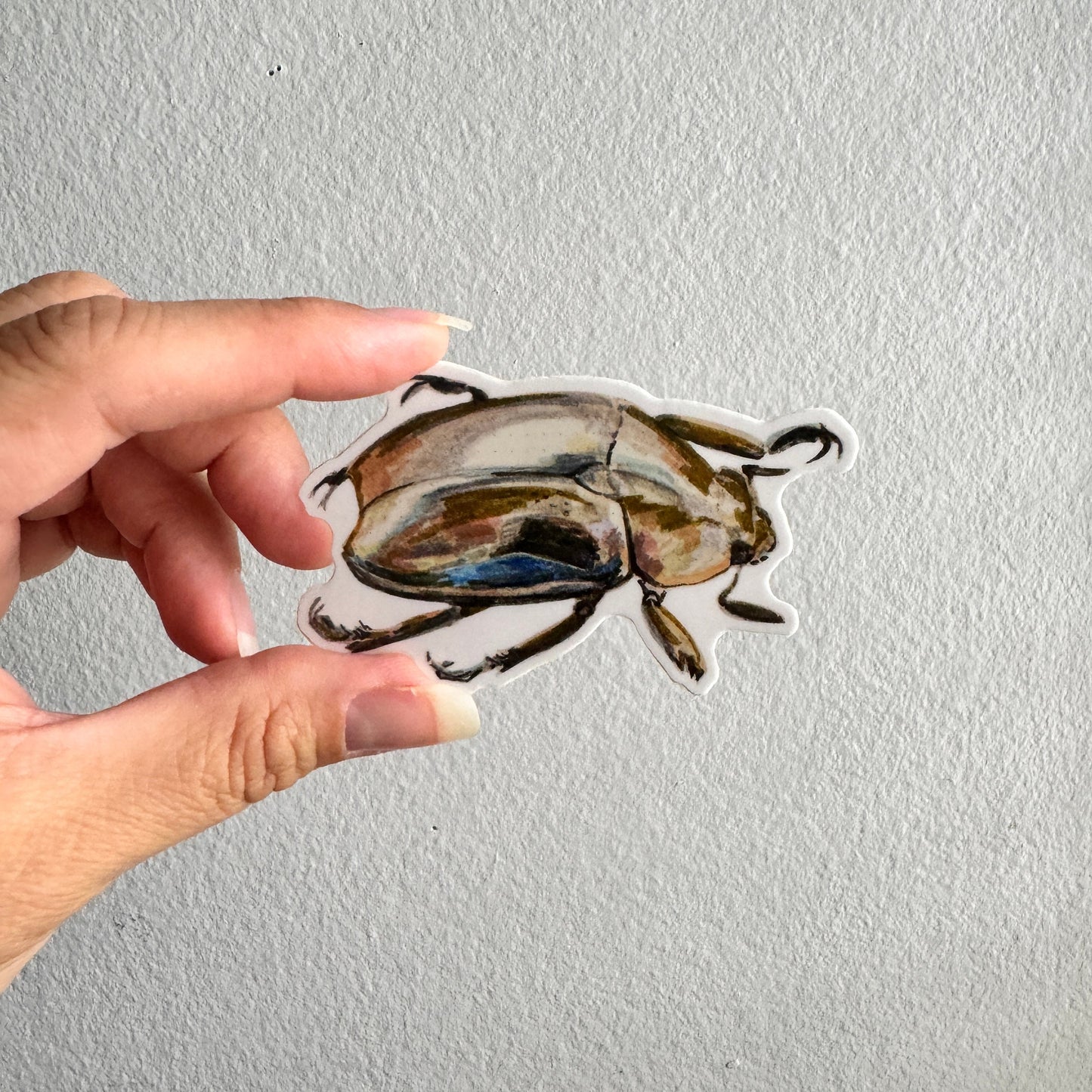 Jewel Scarab Beetle Sticker | 3.5" Sticker Decal | Water-Resistant | Entomology Insects Beetles