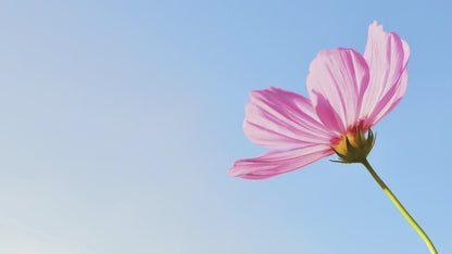 Embroidered Mimi Sweatshirts | Grandma Sweatshirt Embroidered | Custom Grandma Crewneck | Personalized Grandma | Christmas Gifts for Grandma