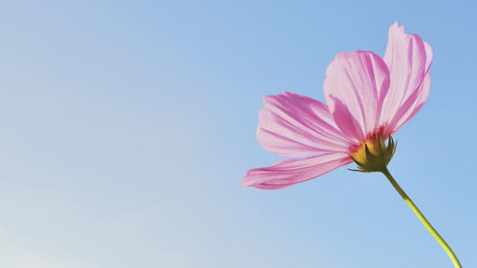 Embroidered Mimi Sweatshirts | Grandma Sweatshirt Embroidered | Custom Grandma Crewneck | Personalized Grandma | Christmas Gifts for Grandma