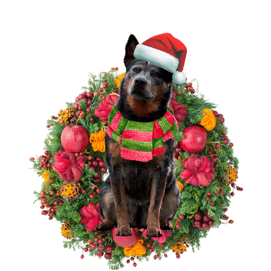 Eallaigh na hAstráile Nollag Nollag Ornáid Plaisteach Crochta, Bronntanas Ornáide Nollag, Bronntanas Nollag, Maisiú Nollag