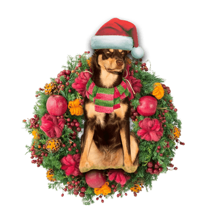 Ornáid Nollag Kelpie na hAstráile, Bronntanas Ornáide Nollag, Bronntanas Nollag, Maisiú Nollag