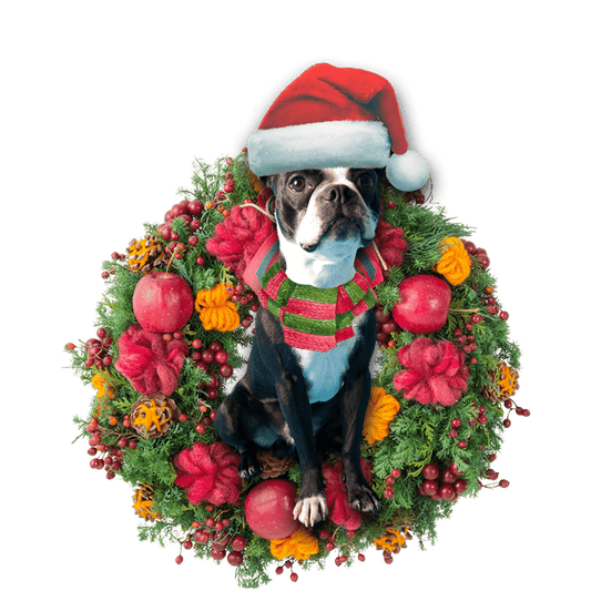 Boston Terrier Christmas Christmas Plastic Hanging Ornament, Christmas Ornament Gift, Christmas Gift, Christmas Decoration