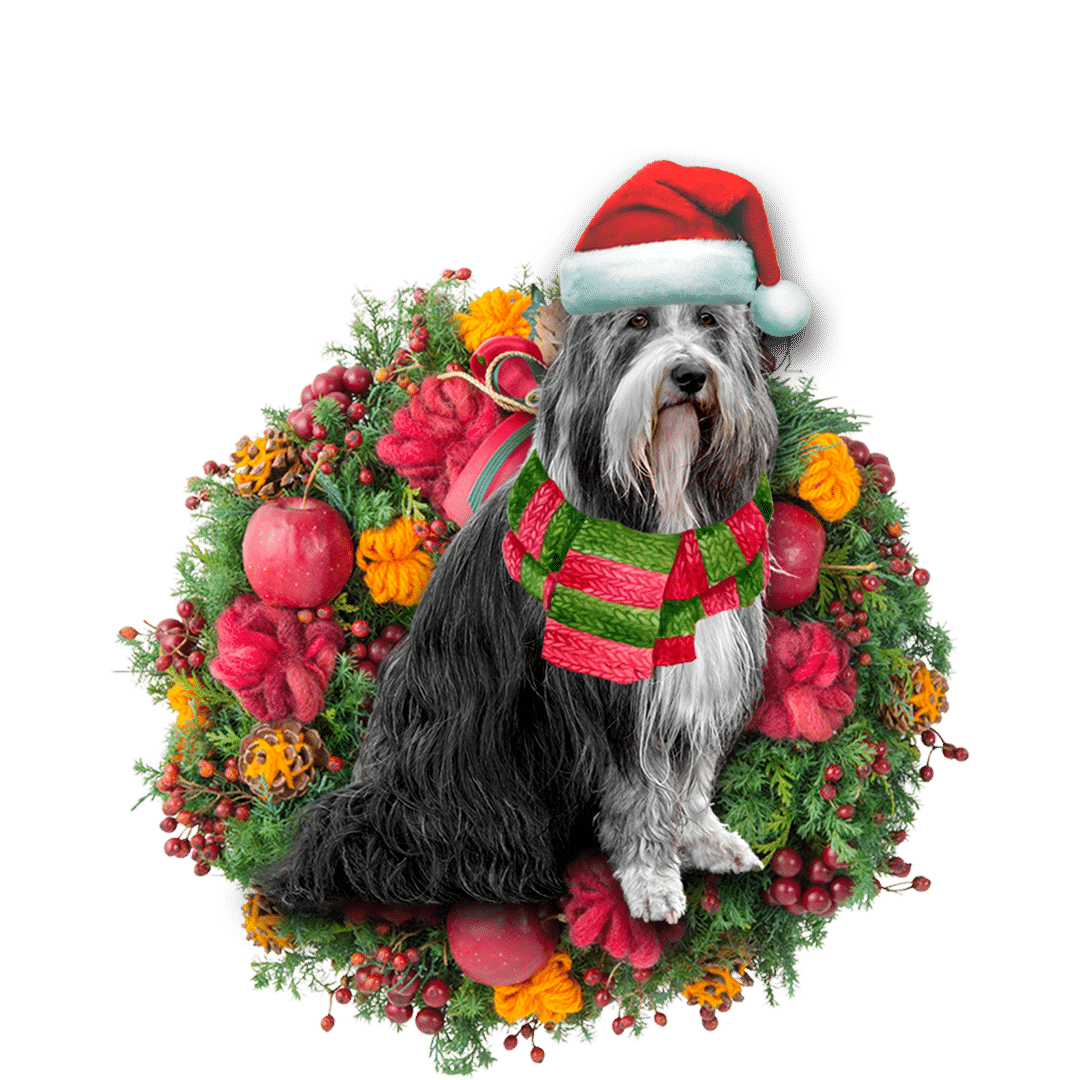 Bearded Collie Christmas Christmas Plastic Hanging Ornament, Christmas Ornament Gift, Christmas Gift, Christmas Decoration
