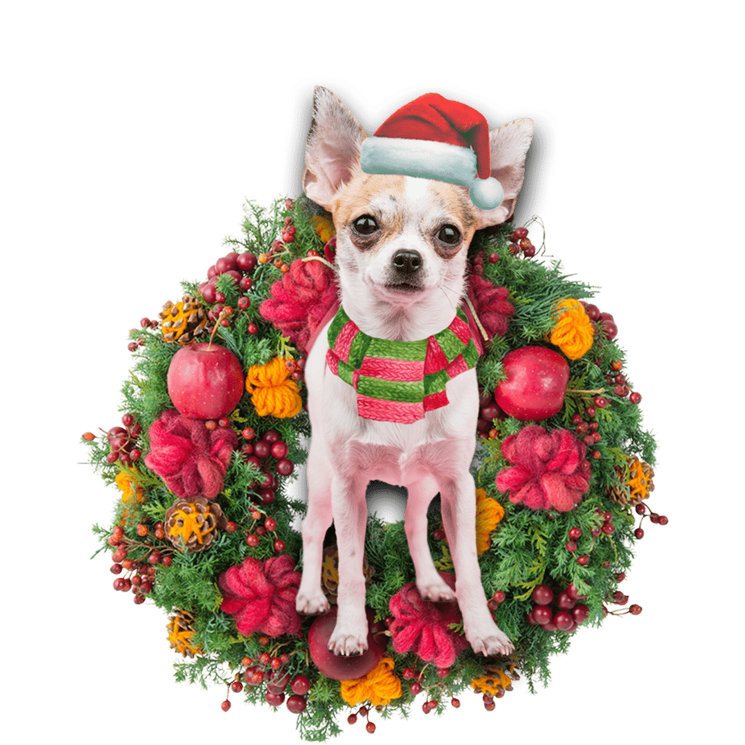 Chihuahua Christmas Christmas Plastic Hanging Ornament, Happy Christmas Ornament, Christmas Gift, Christmas Decoration