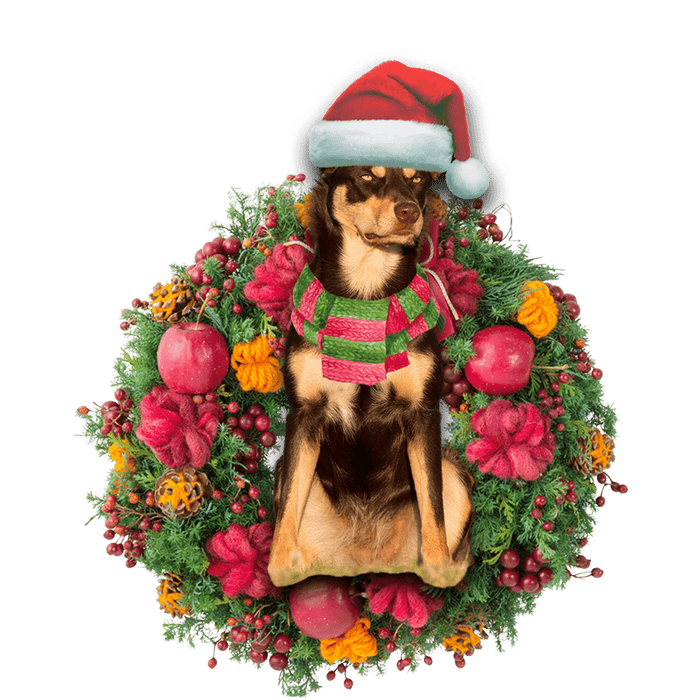 Australian Kelpie Christmas Christmas Plastic Hanging Ornament, Christmas Ornament Gift, Christmas Gift, Christmas Decoration