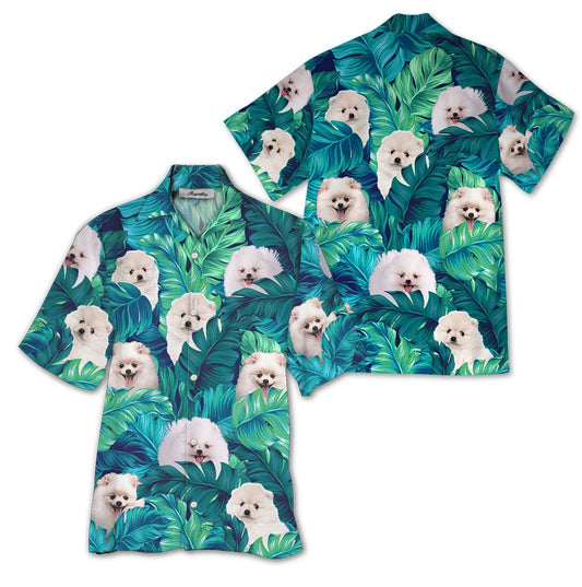 Léine Haváis Pomeranian, Bronntanas Léine Haváís, Bronntanas Nollag