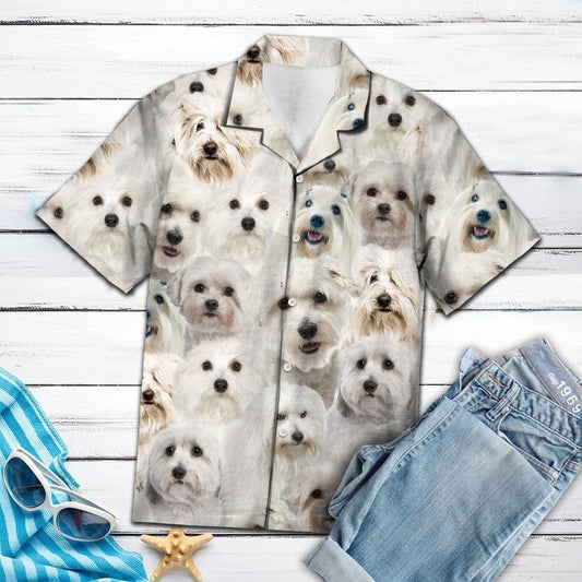 Gleoite Coton De Tuléar Mo Chara is Fearr Léine Haváís, Bronntanas Léine Haváíais, Bronntanas Nollag