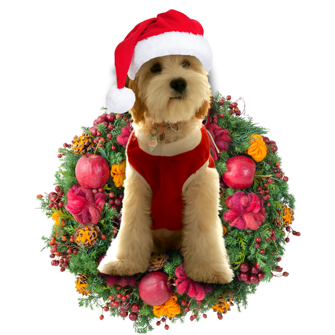 Ornament- Cavadoodle Christmas Ornament, Happy Christmas Ornament, Car Ornament - Best gifts your whole family