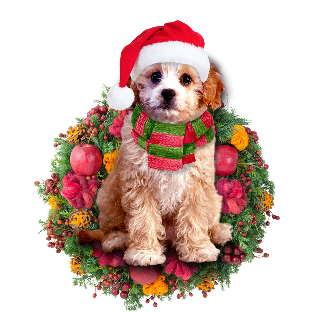 Ornament- Cavoodle Christmas Ornament, Happy Christmas Ornament, Car Ornament - Best gifts your whole family