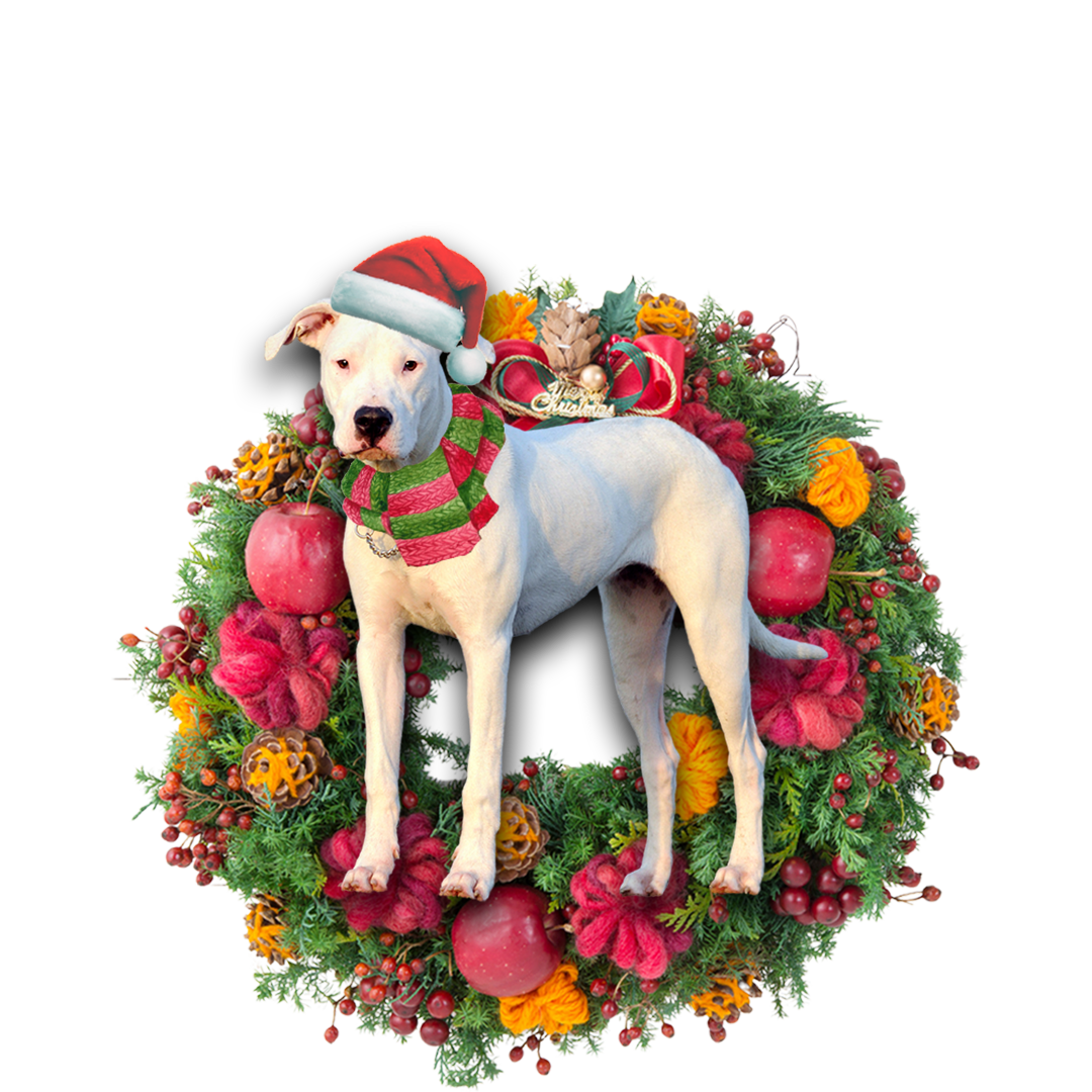 Ornament- Dogo Argentino Christmas Ornament, Happy Christmas Ornament, Car Ornament - Best gifts your whole family