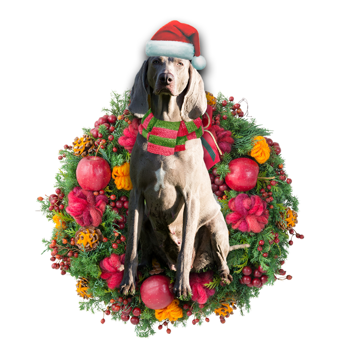 Ornament- Weimaraner Christmas Ornament, Happy Christmas Ornament, Car Ornament - Best gifts your whole family