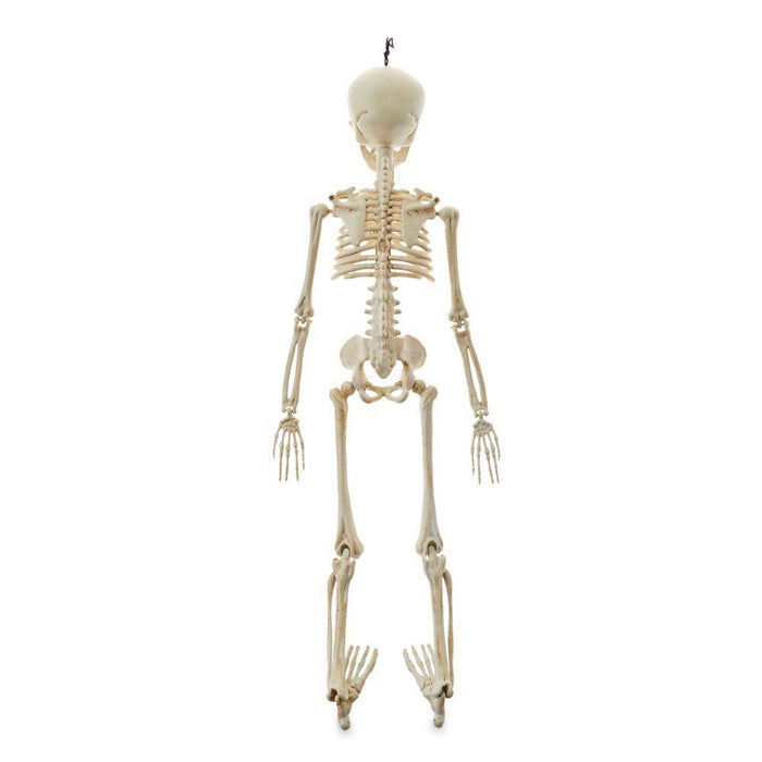 Halloween Decorations Hanging 20-Inch Skeleton Indoor/Outdoor Life-sized Prop