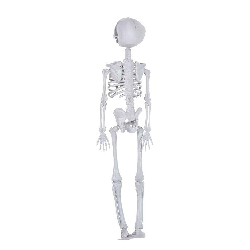 16In Halloween Skeleton Life Size Realistic Human Bones For Party Decoration US