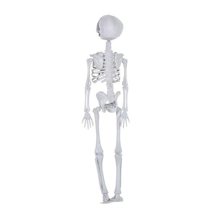 16In Halloween Skeleton Life Size Realistic Human Bones For Party Decoration US